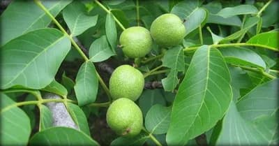 Rezidba oraha određuje brojnost i kvalitet ploda