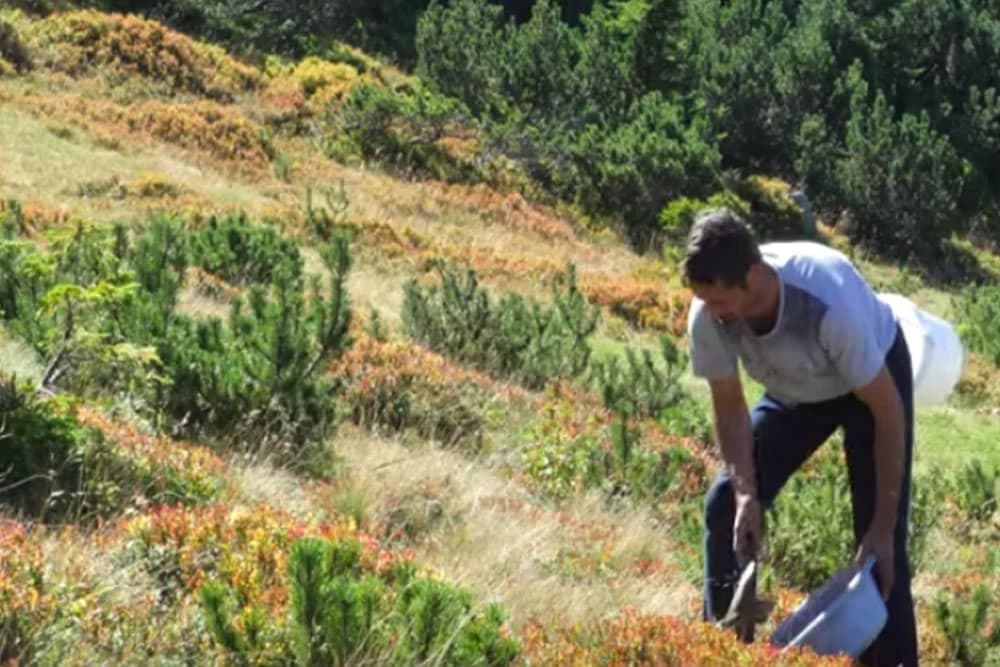 Brao borovnice osam dana, kupio automobil /VIDEO/