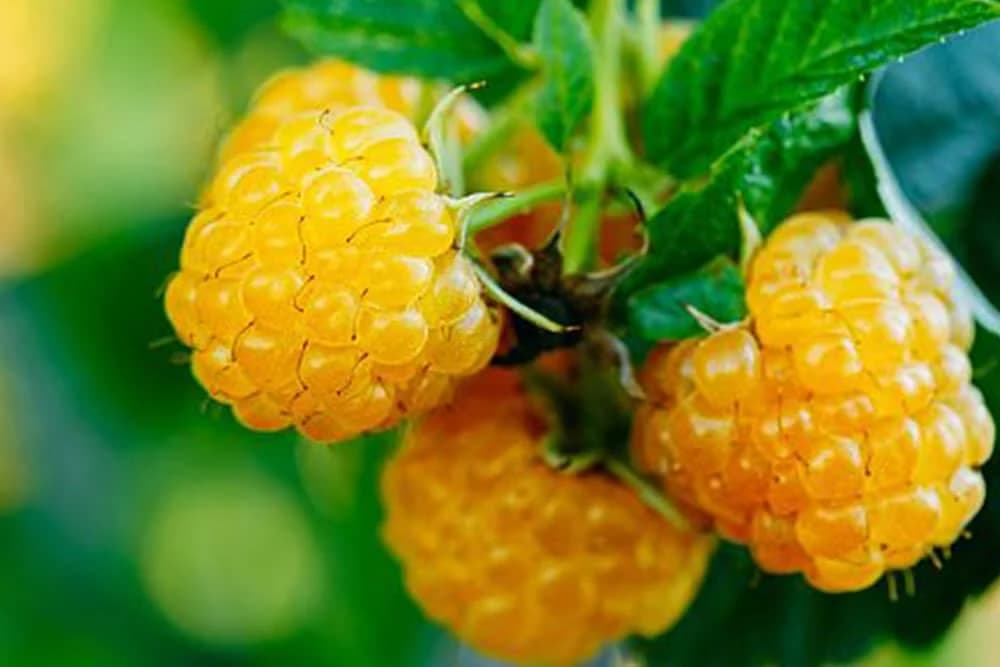 Voćne mušice “beru” plodove i Vašu zaradu