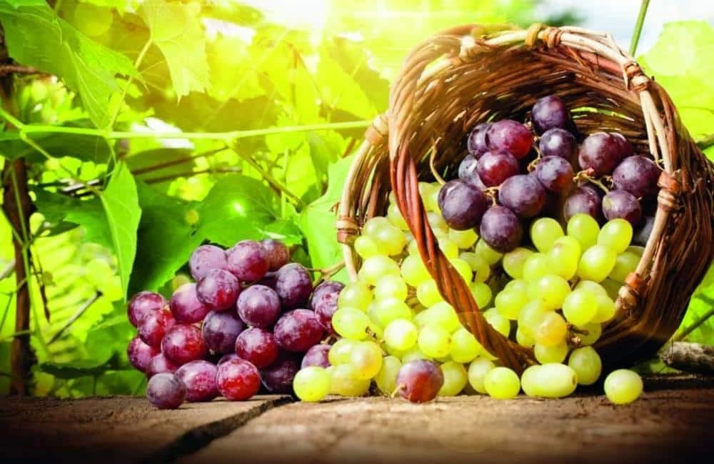 DA LI JE BOLJE BIJELO ILI CRNO GROŽĐE?