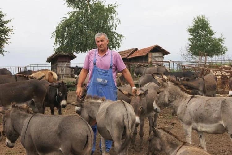 Poljoprivrednik iz BiH uzgojio stado od 80 magaraca