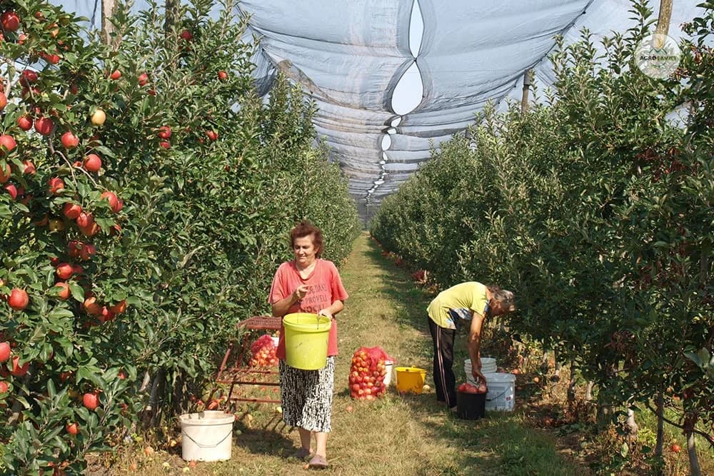 U selu Borac kod Laktaša počela berba prvoklasne jabuke