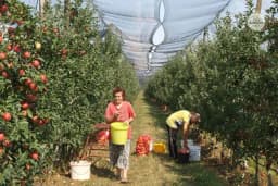 U selu Borac kod Laktaša počela berba prvoklasne jabuke