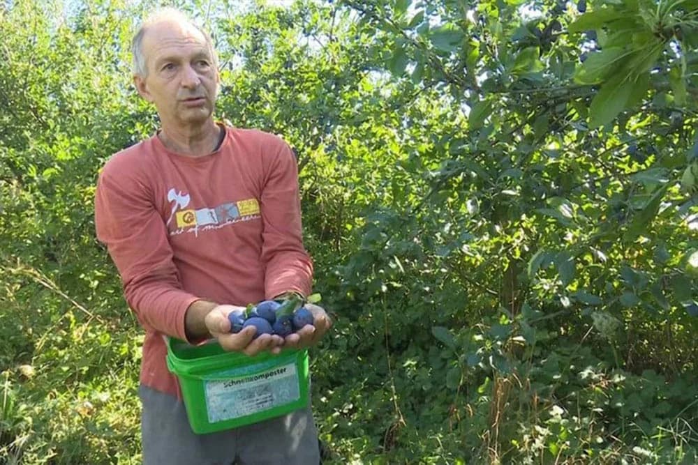 Enes Kobašlić bilježi dobar urod: Vatrom grijao voćke