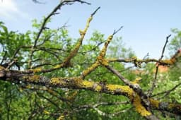 Lišajevi na voćkama: Zašto se javljaju i kako ih suzbiti