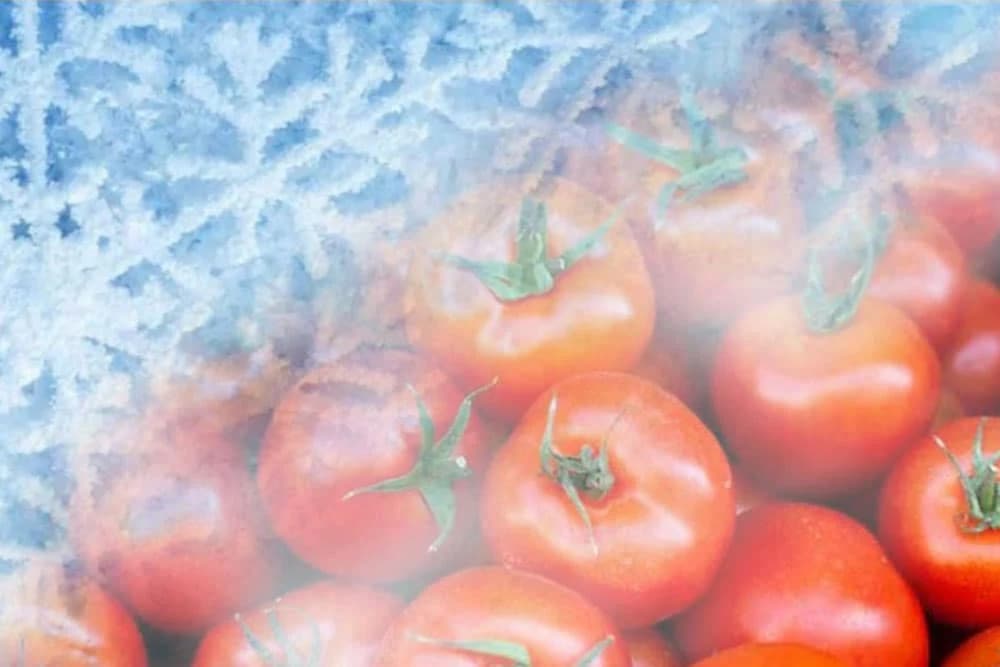 AGRO UPOZORENJE: Opasnost za povrće - MRAZ PRIJETI od 20. do 22. septembra