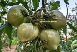 Naučnici tvrde da paradajz nije slučajno izgubio ukus!