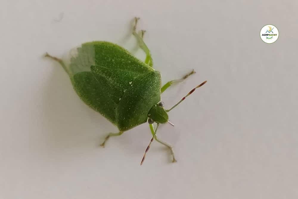 Smrdibuba: Povrtna stjenica sisa plodove pred samu berbu - kako je suzbiti