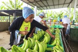 Klimatsko-neutralne banane na holandskom tržištu