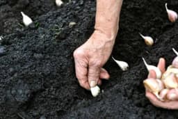 Pripremite se za sadnju ozimog bijelog luka