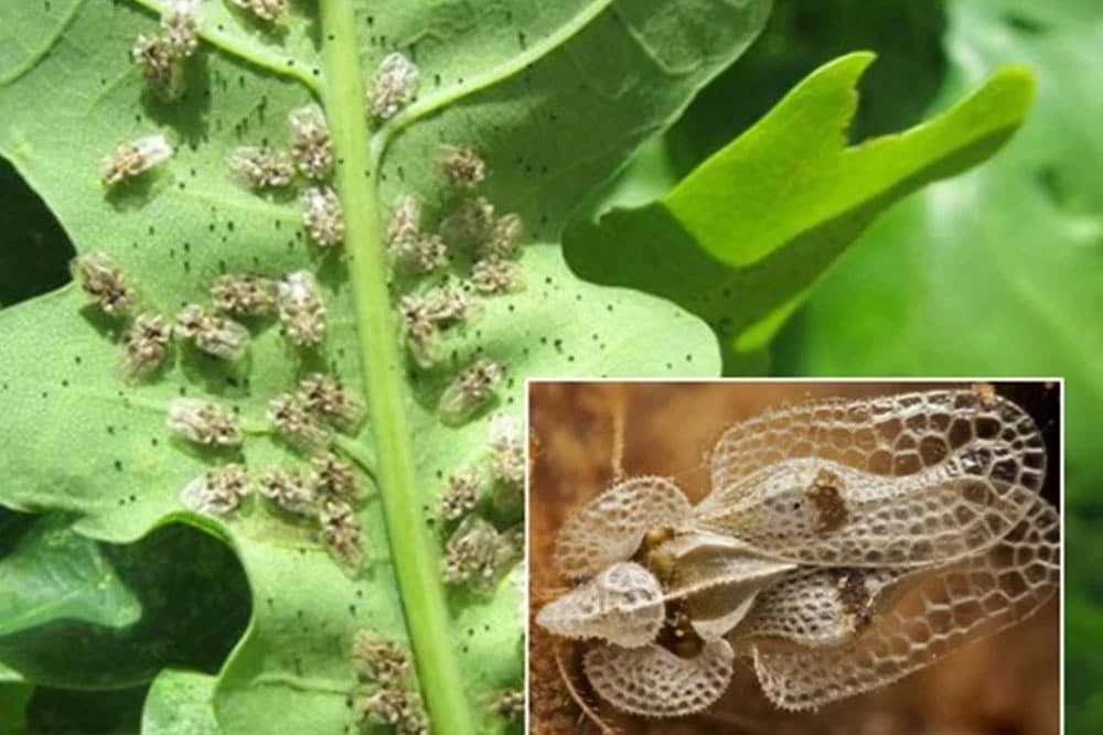 Pojavila se štetočina koja pustoši šume i prijeti voćnjacima u BiH