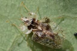 Hrastova mrežasta stjenica napada voćnjake, posebno ugrožene kruške