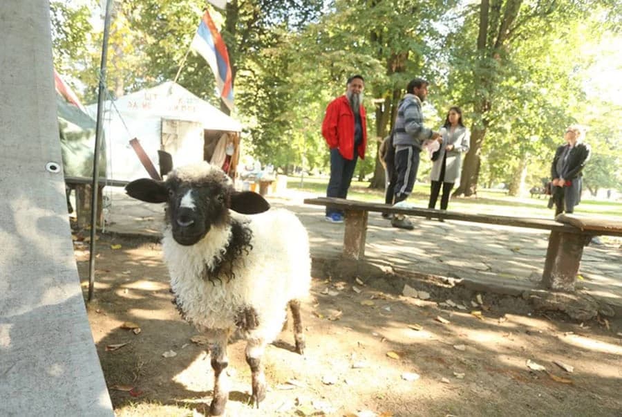 NEOBIČNA KRAĐA: Pokupili jagnje s livade i pobjegli “jugom”