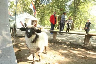 NEOBIČNA KRAĐA: Pokupili jagnje s livade i pobjegli “jugom”