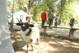 NEOBIČNA KRAĐA: Pokupili jagnje s livade i pobjegli “jugom”