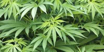 BiH sprovodi posljednje korake za legalizaciju KANABISA u medicinske svrhe