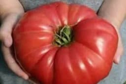 Paradajz iz njenog vrta raste poput gljiva ludara: Sada je otkrila neotkrivenu tajnu kako imati ogroman paradajz