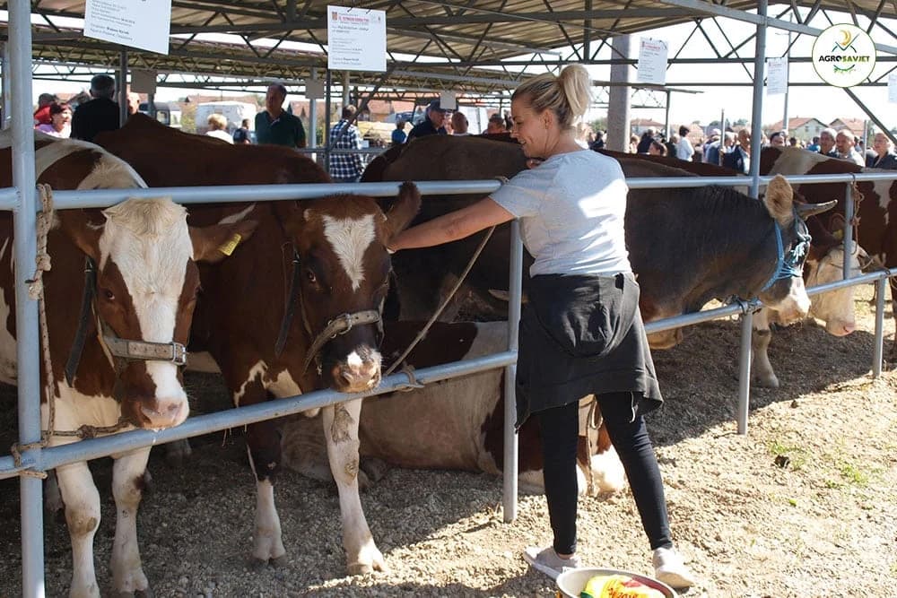 Izložba stoke: Domaće stočarstvo ima šta pokazati
