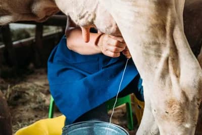 INTERNET PLAČE, ALI OD SMIJEHA Političar uvjerava ljude da krave proizvode ZLATO U MLIJEKU