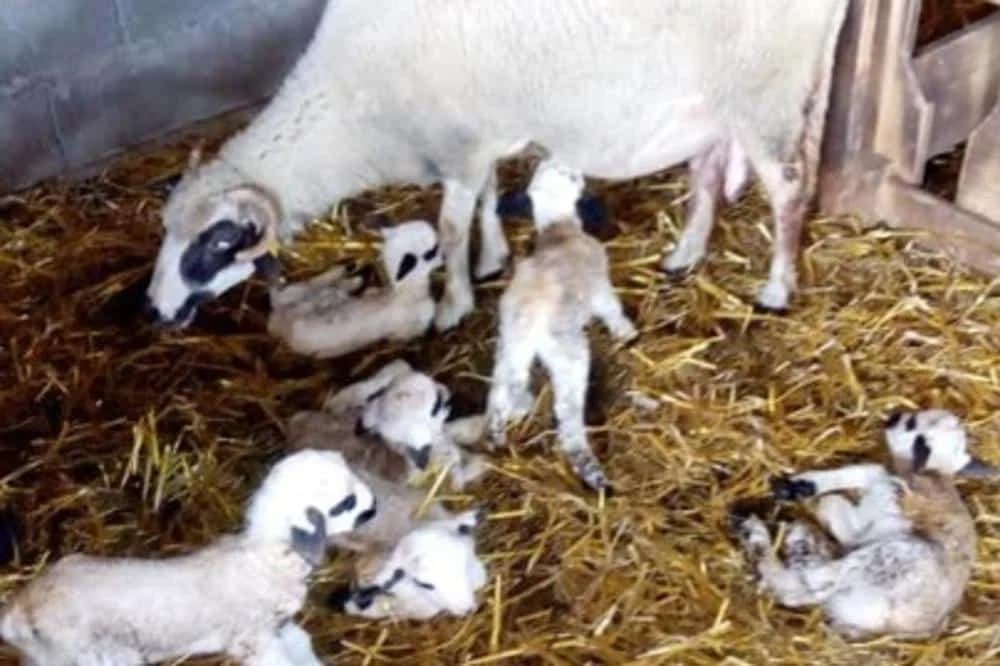 NESVAKIDAŠNJE I U ŽIVOTU I U VETERINI