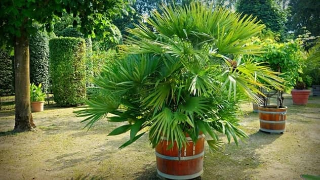 KAKO GAJITI PALMU U SAKSIJI - Niske temperature nisu prepreka!