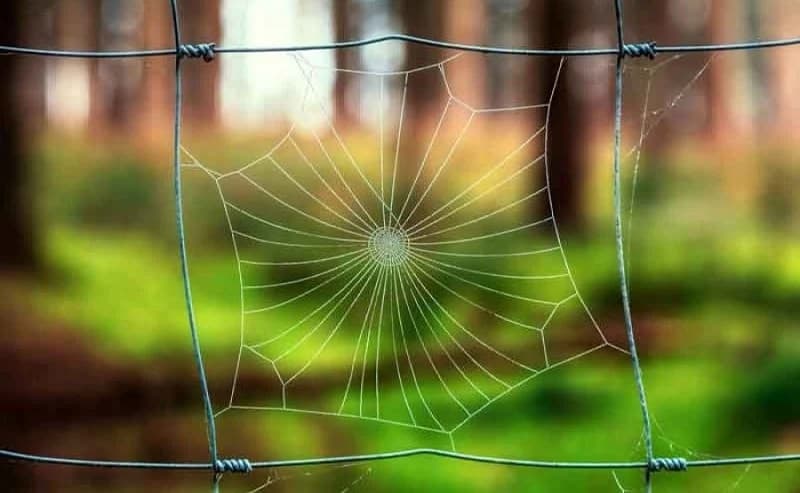 Nova vještačka paukova svila: Snažnija od metala i sačinjena od 98 posto vode