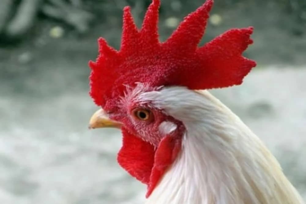 DOK JE SKUPLJALA JAJA IZ KOKOŠINJCA Stariju ženu napao pijetao, ISKRVARILA NA SMRT