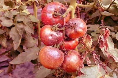 Naučite kako da suzbijete plamenjaču: POTPUNI USPIJEH ZAGARANTOVAN