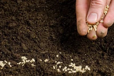 U Japanu agrarna revolucija, bez zemlje i zemljoradnika