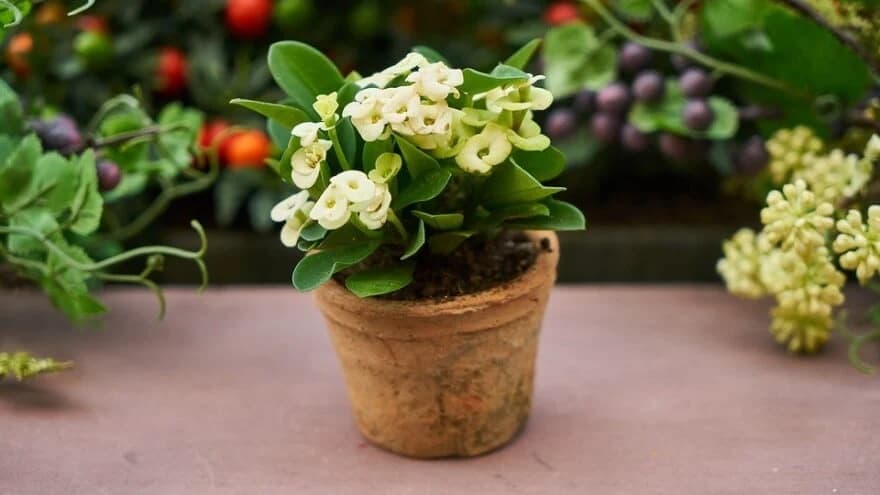 Kako da pripremite sobne biljke za jesen