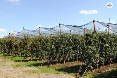 Crna Gora daje državljanstvo ulagačima u poljoprivredu