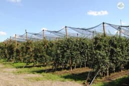 VOĆARE BRINE ŠTO NEMA DOVOLjNO BERAČA