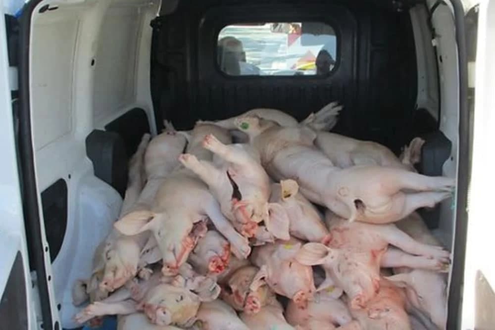 Čak 10 sati vozio 33 zaklane svinje u kombiju bez hlađenja