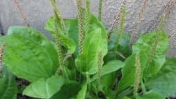 BOKVICA - Proljećni eliksir iz vašeg dvorišta