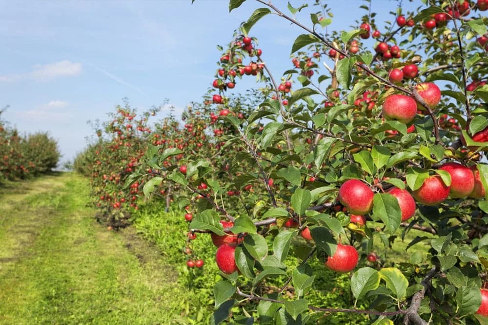 Zaštita voćaka neposredno prije kretanja vegetacije