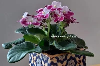 Uz ove trikove vaše ljubičice će stalno davati raskošne cvjetove!