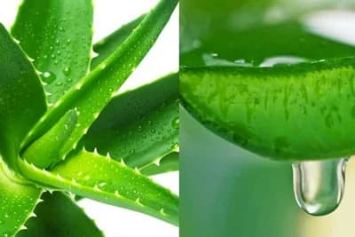 ALOE VERA: Uzgoj, primjena i recepti za prirodnu kozmetiku