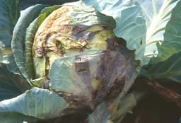 Crna trulež i crna pjegavost kupusa pričinjavaju velike štete - Zaštita