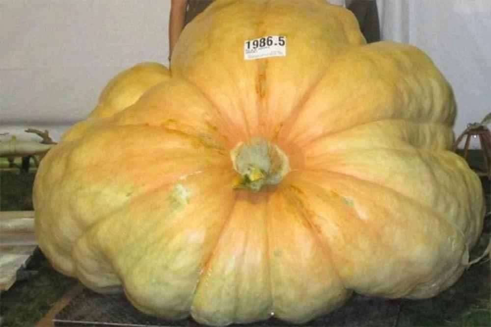 Ponosan na bundevu težu od tone /VIDEO/