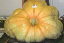 Ponosan na bundevu težu od tone /VIDEO/