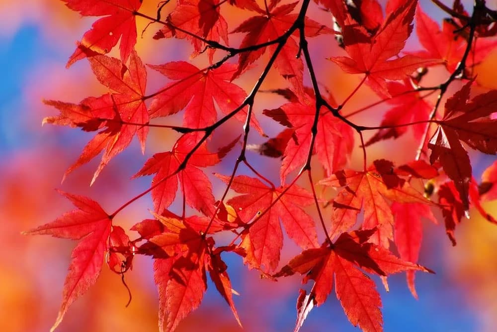 BOJE JESENI: Zašto drveće stvara crveno lišće?