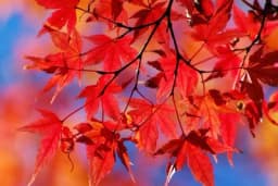 BOJE JESENI: Zašto drveće stvara crveno lišće?