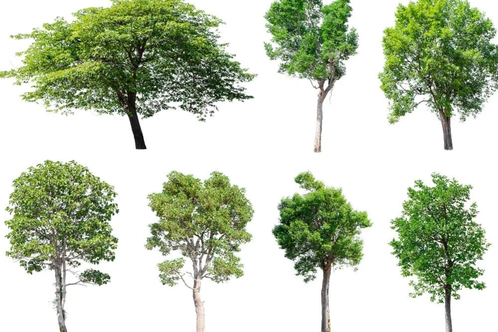 ZASADI DRVO, ZASADI SVOJ KISEONIK: Sadnica je zlato