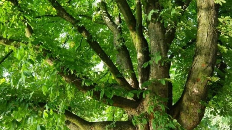 Objavljena Crvena lista ugroženih evropskih vrsta drveća