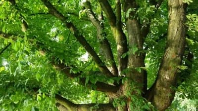 Objavljena Crvena lista ugroženih evropskih vrsta drveća