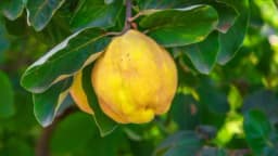 Rezidba zasada dunje - Detaljan opis sa slikama