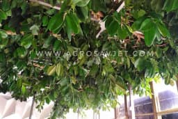 Džin iz Čačka - Fikus od 38m najveći na Balkanu /FOTO/