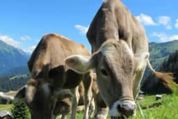 Apsurd: U BiH oko 20.000 junadi viška, a ove godine uvezeno 30.000 tona junećeg mesa?