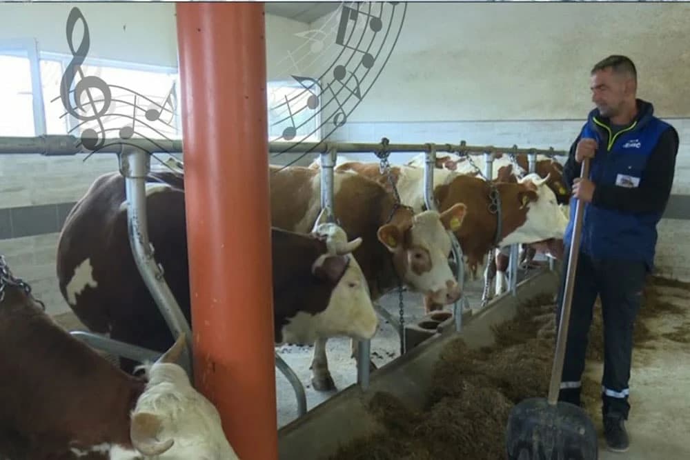 U prvom "hotelu za krave" u BiH puštaju i muziku