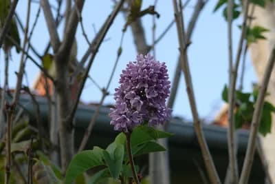 JORGOVAN ZAMIRISAO U MOSTARU Evo šta o cvjetanju u “nevrijeme” kažu NARODNA VJEROVANJA